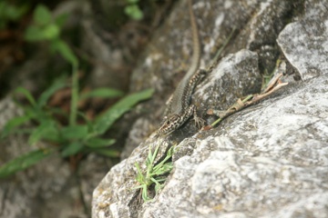 IMG_3185a.jpg